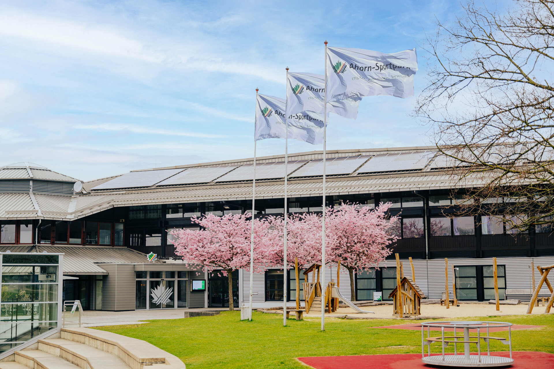 Vor dem Eingang zum Ahorn-Sportpark-Gebäude stehen drei rosa blüende Kirschblüten-Bäume. Davor wehen drei Fahnen des Ahorn-Sportpaks im Wind.