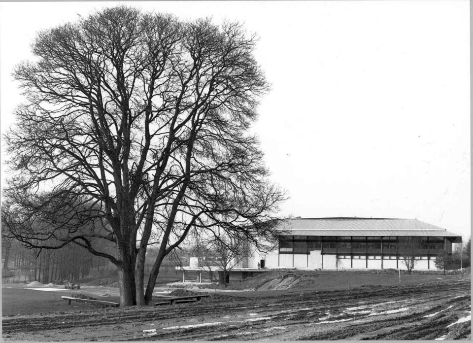 Der Hallenrohbau des Ahorn-Sportparks ist im Hintergrund des Bildes zu sehen. Im Vordergrund steht ein großer Ahornbaum auf einer unebenen Fläche.